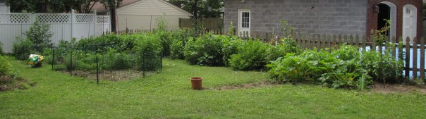 Mimi's garden in July
