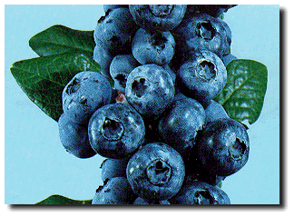 Blueberries