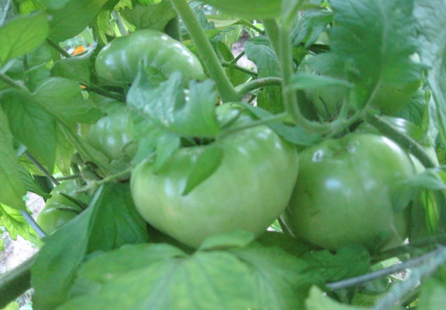 My Green Tomatoes