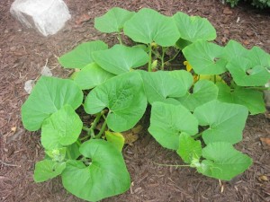 pumpkin leaves