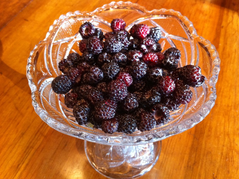 bowl of black raspberries