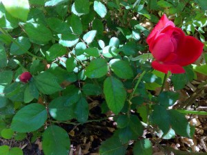 My Roses are Beginning