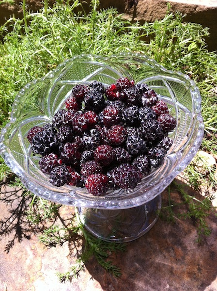 Black Raspberries - First Harvest of the Season