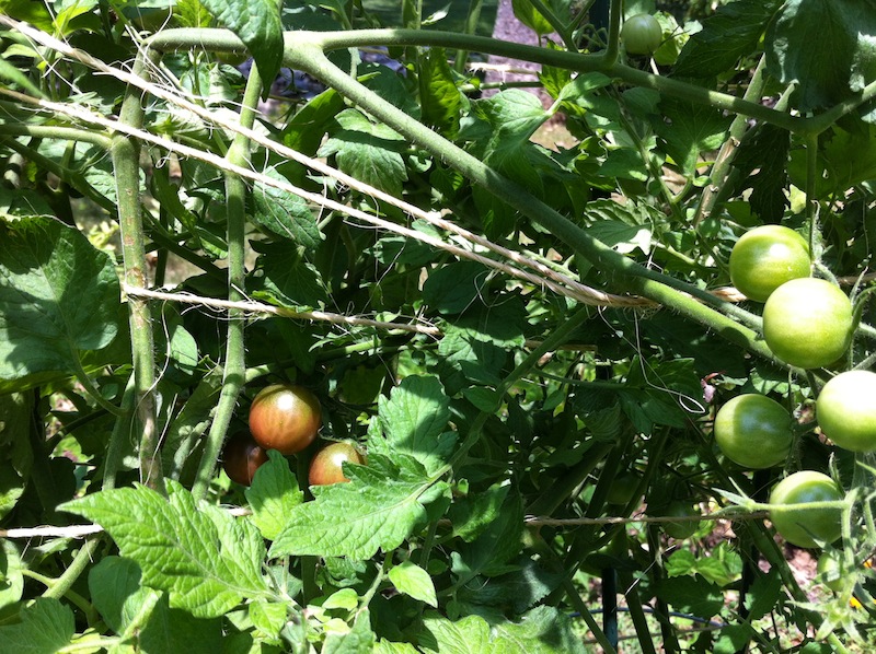 Tomatoes - It's Hot Outside