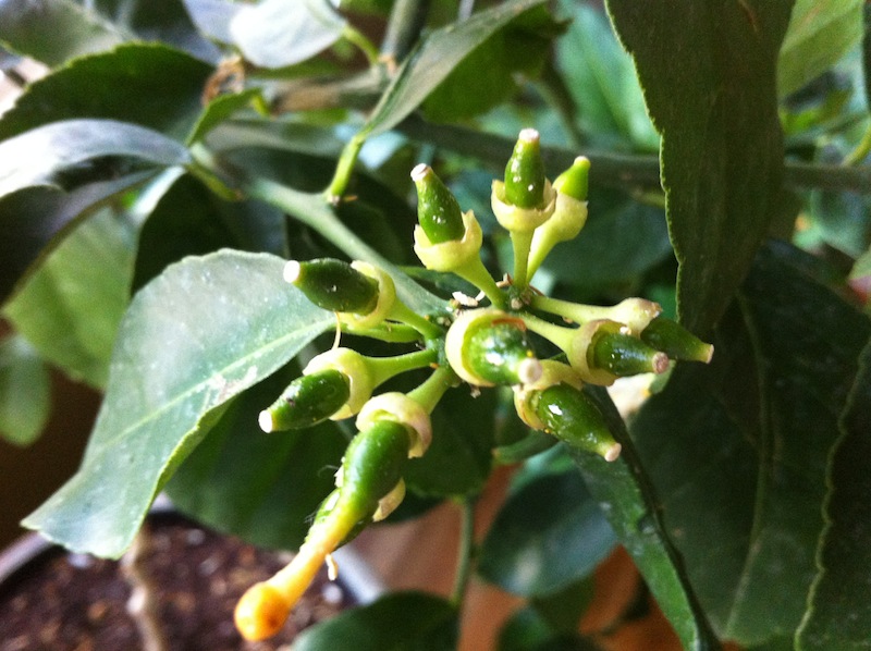 Meyer Lemon Tree – growing and fertilizing