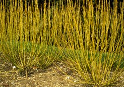 Yellow Twig Dogwood