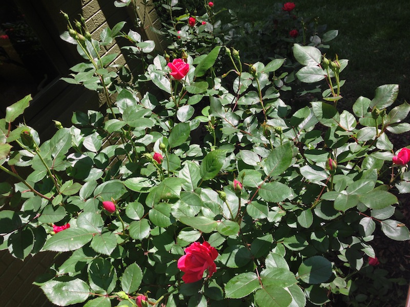 White Spots On My Rose Bush Leaves Follow Upgrowing In My Garden