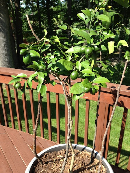 Meyer Lemon Tree, update
