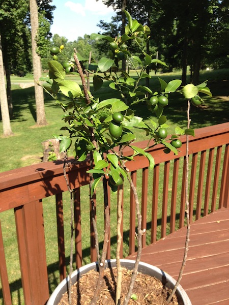 Meyer Lemon Tree, update