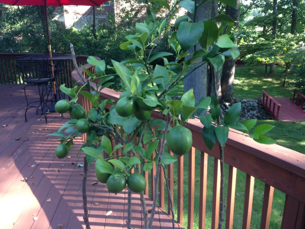 20 Lemons on the Meyer Lemon Tree
