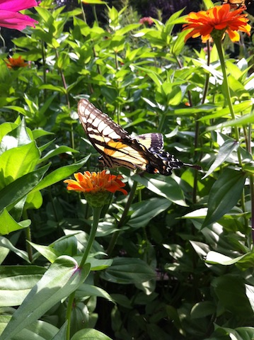 Butterflies in the Garden