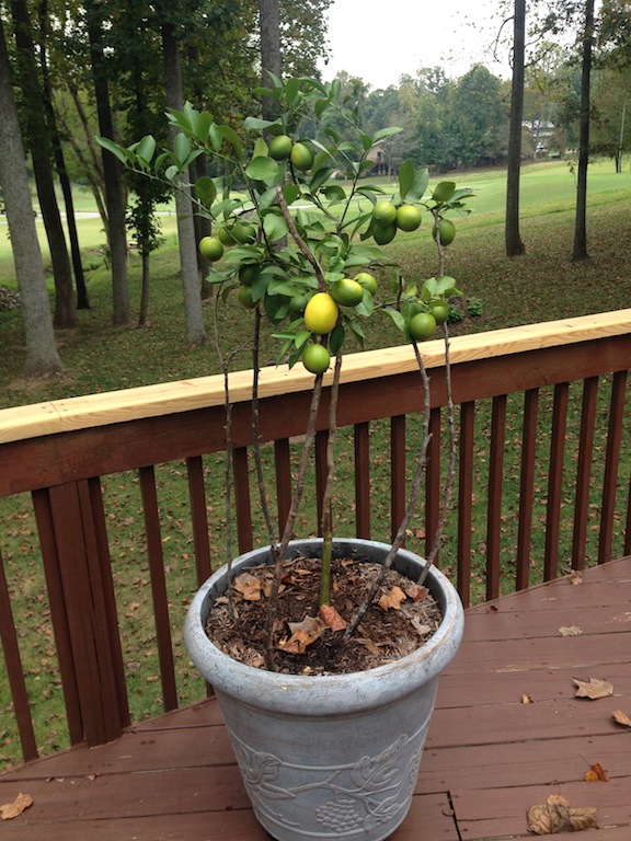 Meyer Lemon Tree - 8 Month Update
