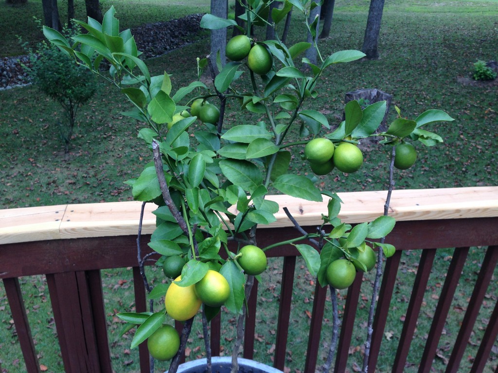 Meyer Lemon Tree - 8 Month Update