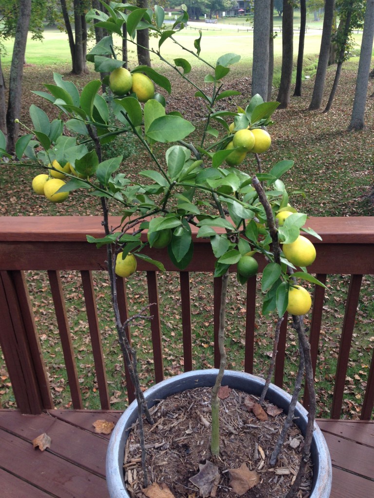 Meyer Lemons - 8 Months from Flower to Fruit