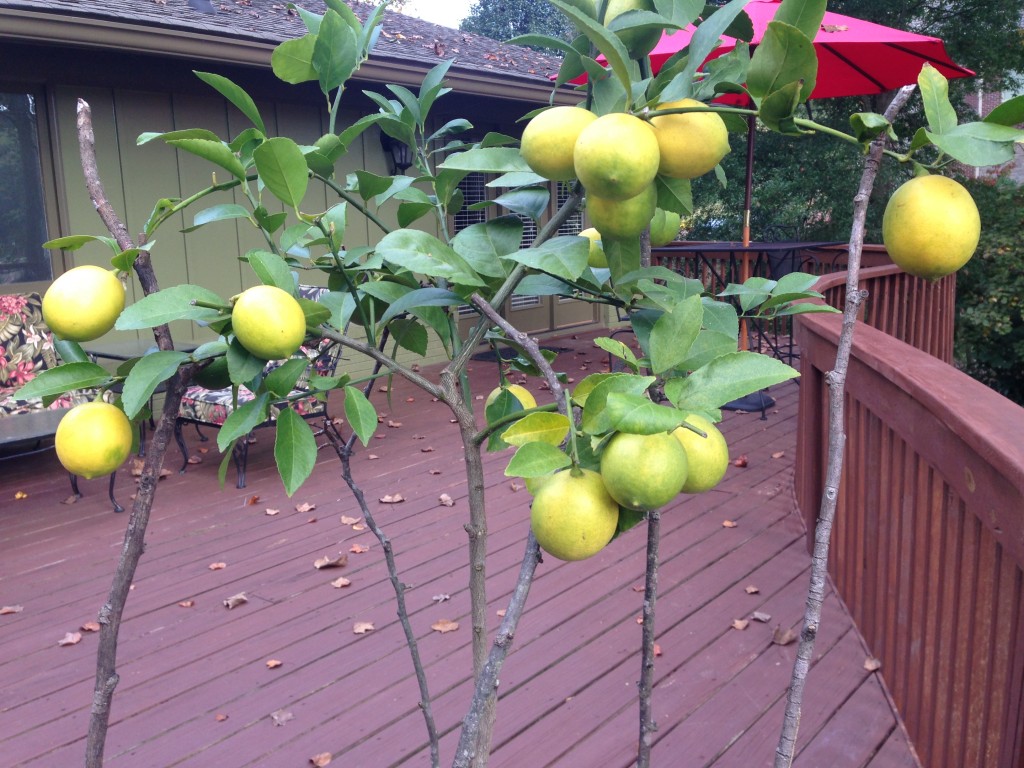 Meyer Lemons - 8 Months from Flower to Fruit