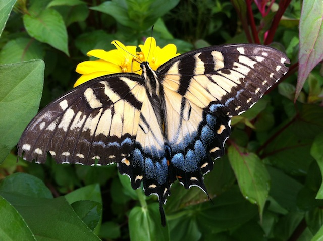 Butterflies in the Garden - Growing In My GardenGrowing In My Garden